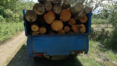 ۱۰ تن چوب و ذغال بلوط قاچاق در فلاورجان کشف شد
