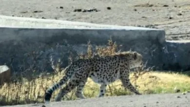 ساکنین تهران