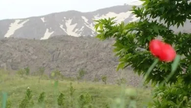 ساکنین تهران