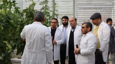 محصولات گلخانه‌های ورامین به خارج از کشور صادر می‌شود