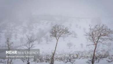 ساکنین تهران