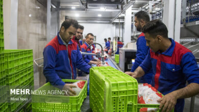 فعالیت ۲۳۰ کشتارگاه طیور در کشور؛ صادرات مرغ از مازندران