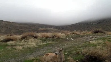 ساکنین تهران