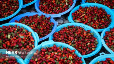 ساکنین تهران