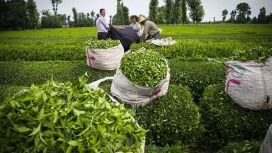 دبیر و اعضای کمیته‌های دومین جشنواره ملی رسانه‌ای چای کشور منصوب شدند